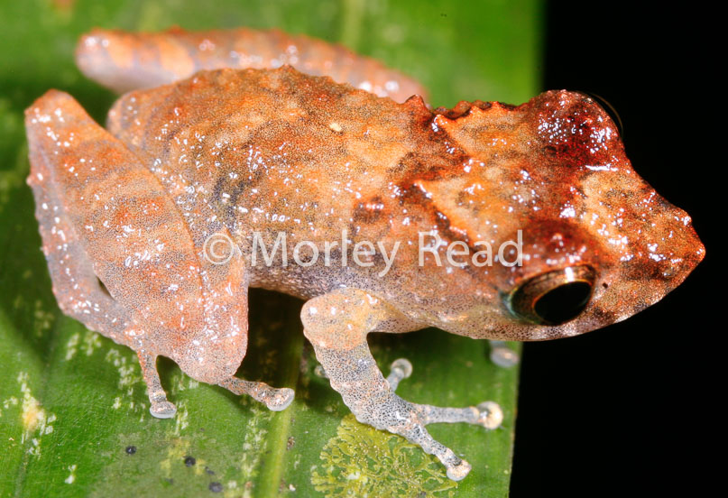 Pristimantis carvalhoi