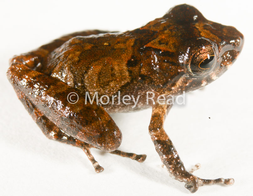 Pristimantis carvalhoi