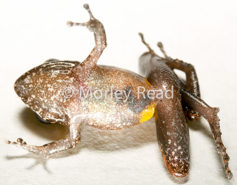 Pristimantis carvalhoi