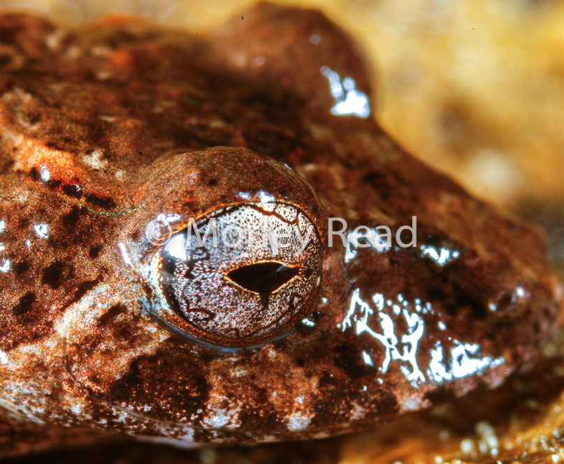 Pristimantis carvalhoi
