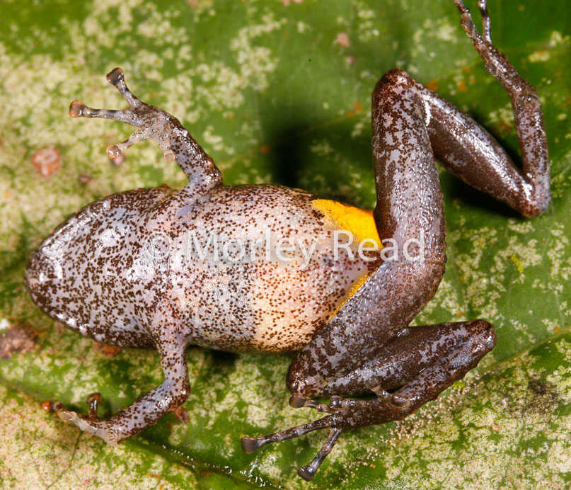 Pristimantis carvalhoi