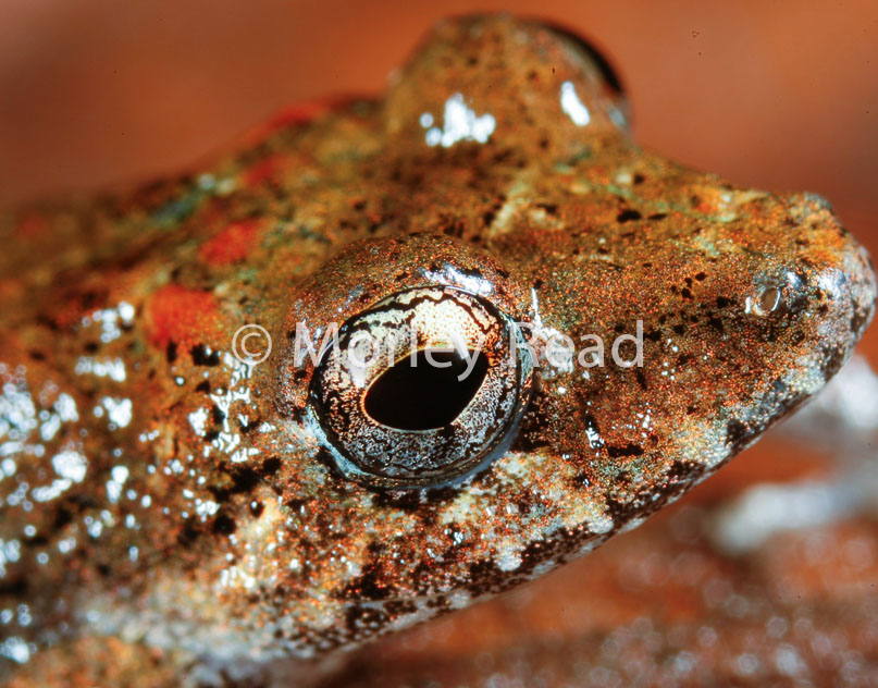 Pristimantis carvalhoi