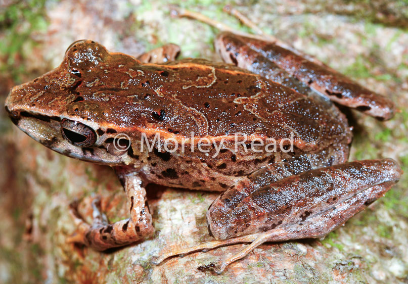 Pristimantis lanthanites