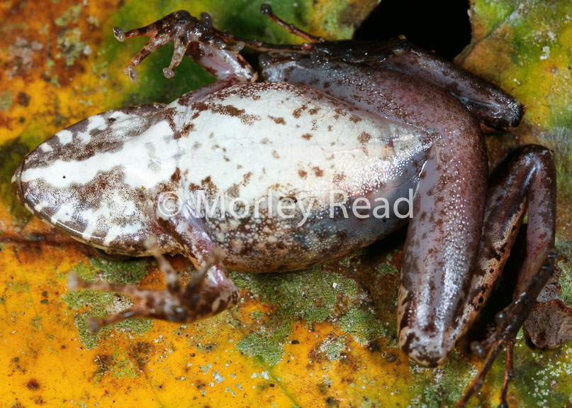 Pristimantis lanthanites