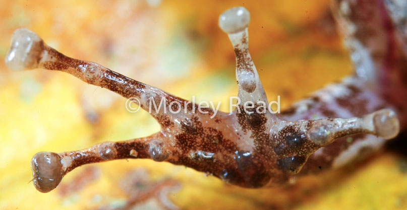 Pristimantis lanthanites