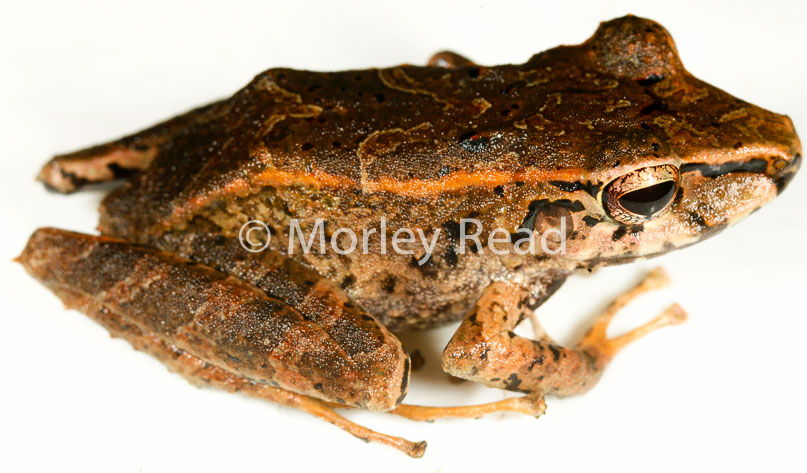 Pristimantis lanthanites