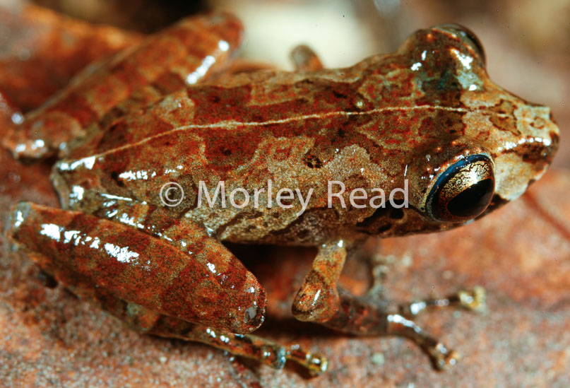 Pristimantis librarius