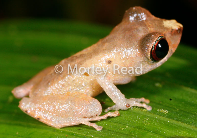 Pristimantis librarius