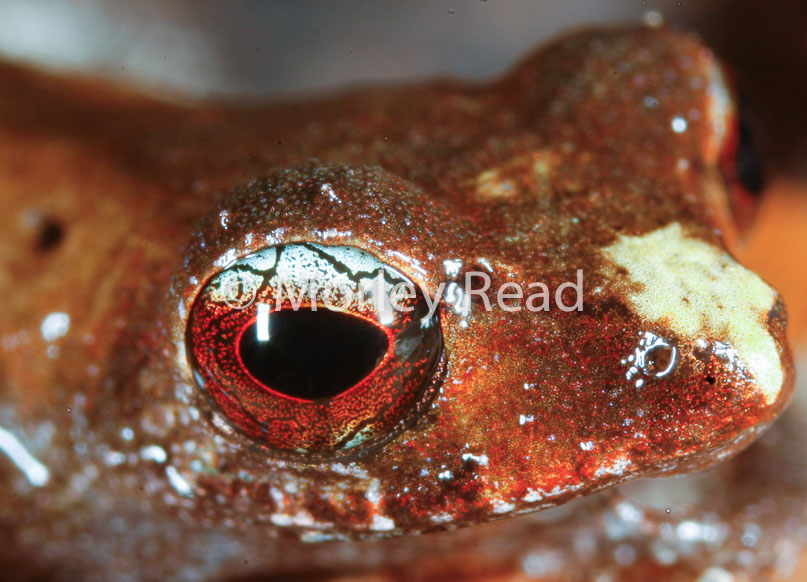 Pristimantis librarius