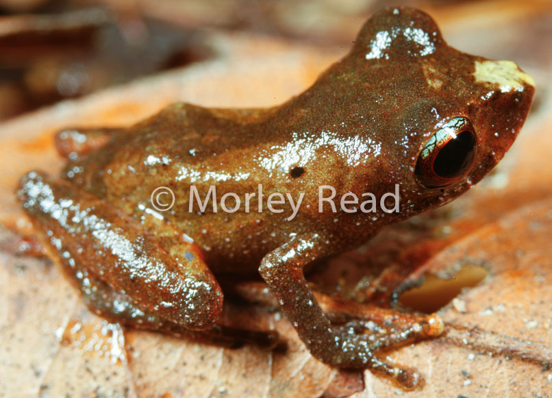 Pristimantis librarius