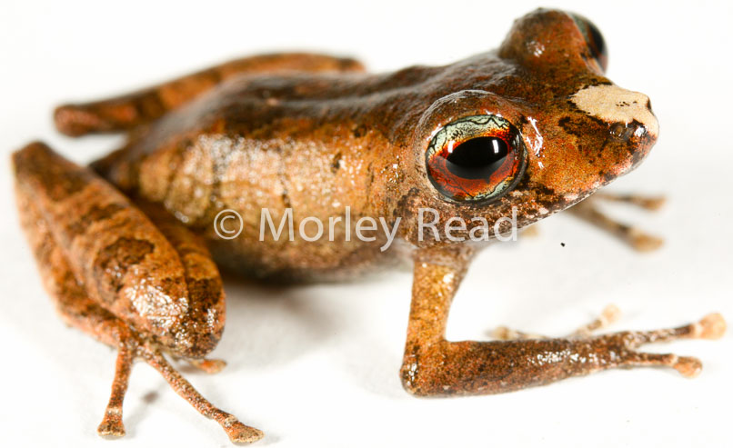 Pristimantis librarius