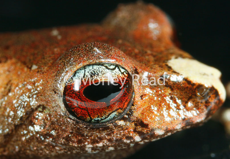 Pristimantis librarius