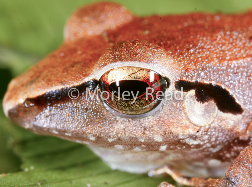 Pristimantis peruvianus