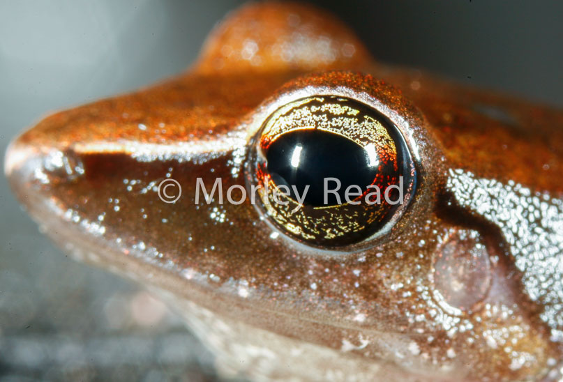 Pristimantis peruvianus
