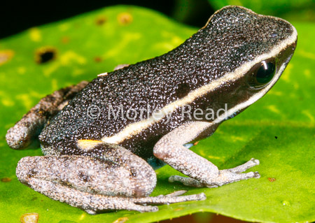 Ameerega picta