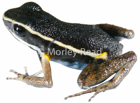 Ameerega picta