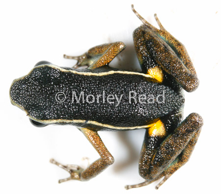 Ameerega picta