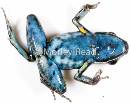 Ameerega picta