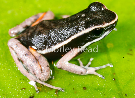 Ameerega picta