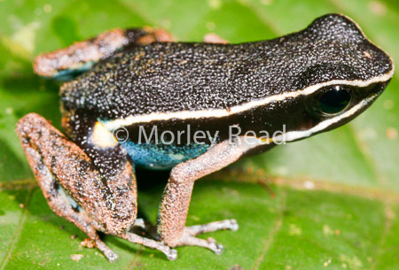 Ameerega picta