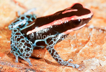 Ranitomeya ventrimaculata