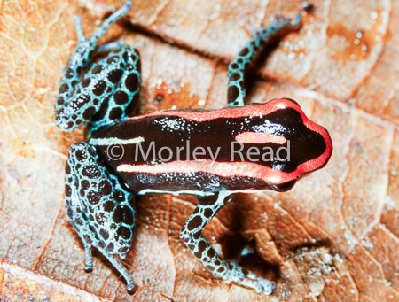 Ranitomeya ventrimaculata