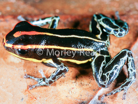 Ranitomeya ventrimaculata