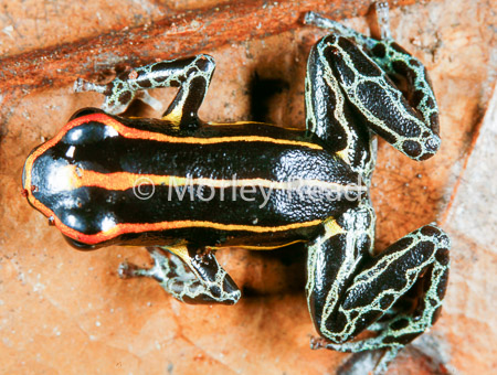 Ranitomeya ventrimaculata