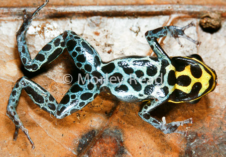 Ranitomeya ventrimaculata