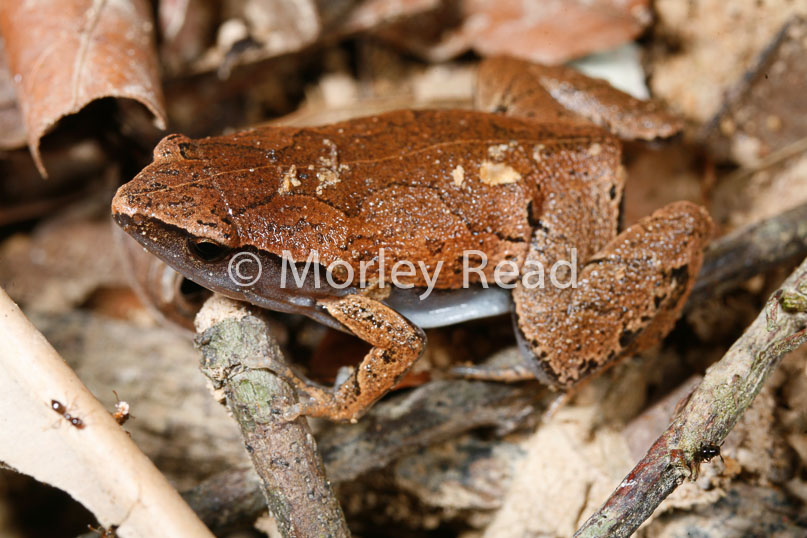 Hamptophryne boliviana