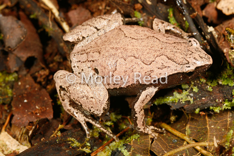 Hamptophryne boliviana