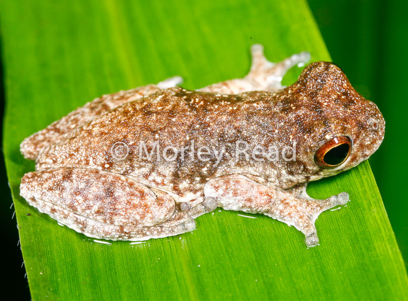 Dendropsophus allenorum