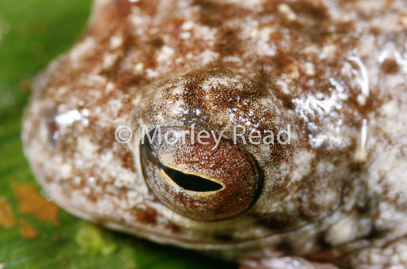 Dendropsophus allenorum