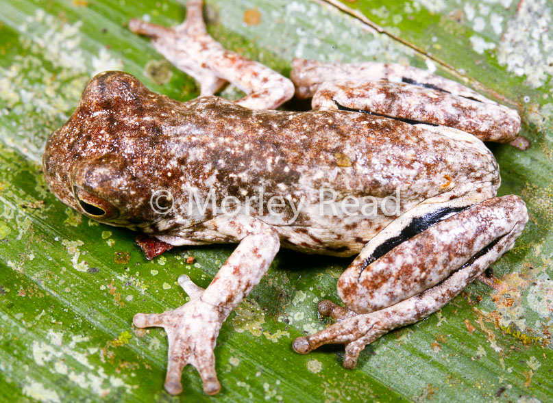 Dendropsophus allenorum