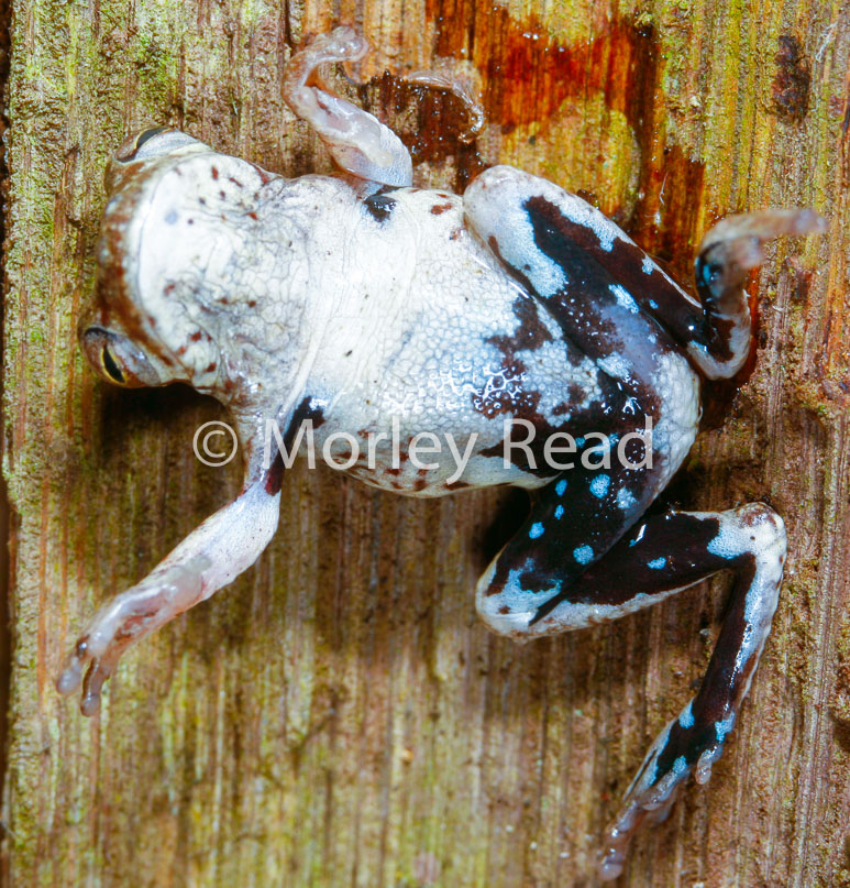Dendropsophus allenorum