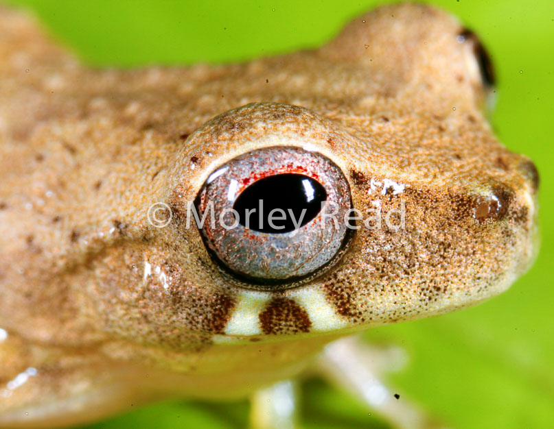 Dendropsophus bokermanni