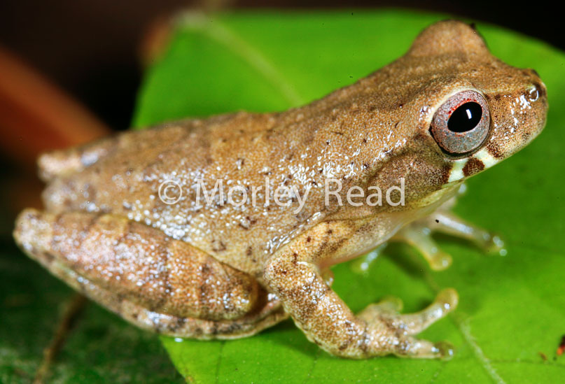 Dendropsophus bokermanni