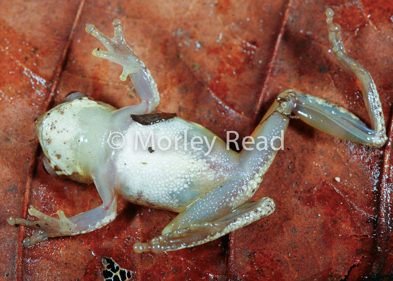 Dendropsophus bokermanni