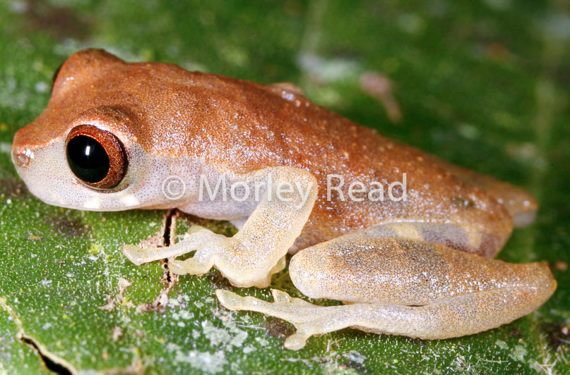 Dendropsophus bokermanni
