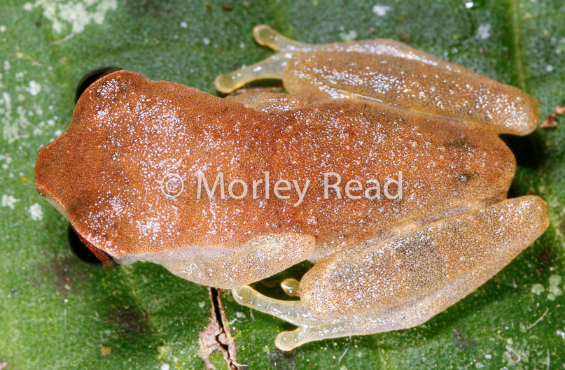 Dendropsophus bokermanni