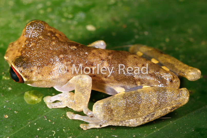 Dendropsophus bokermanni