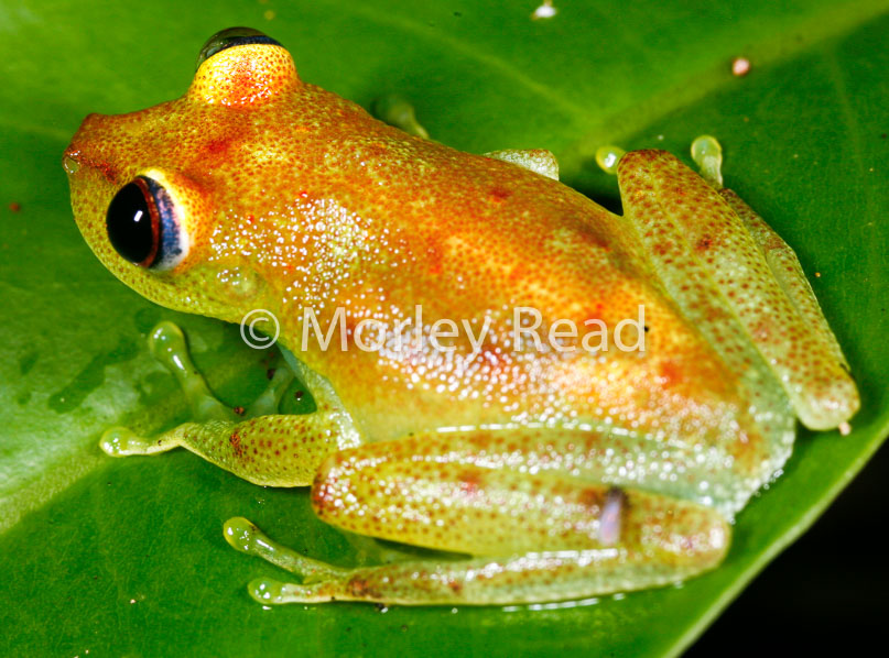 Hypsiboas cinerascens