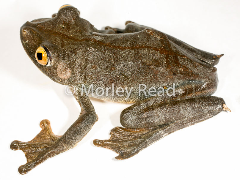 Hypsiboas geographicus