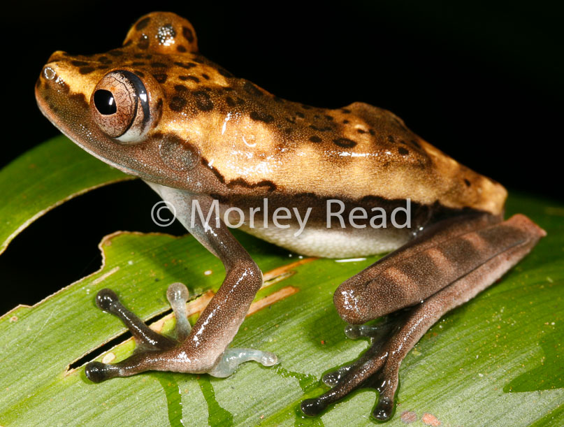 Hypsiboas geographicus