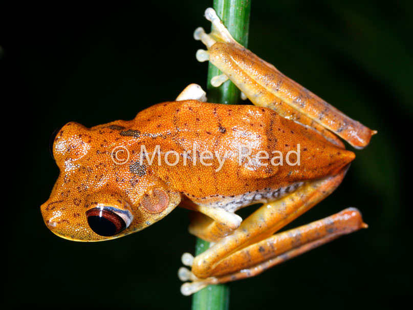Hypsiboas geographicus