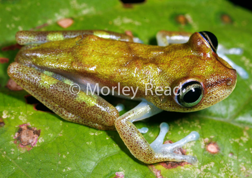 Hypsiboas nympha