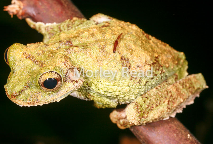 Osteocephalus cabrerai