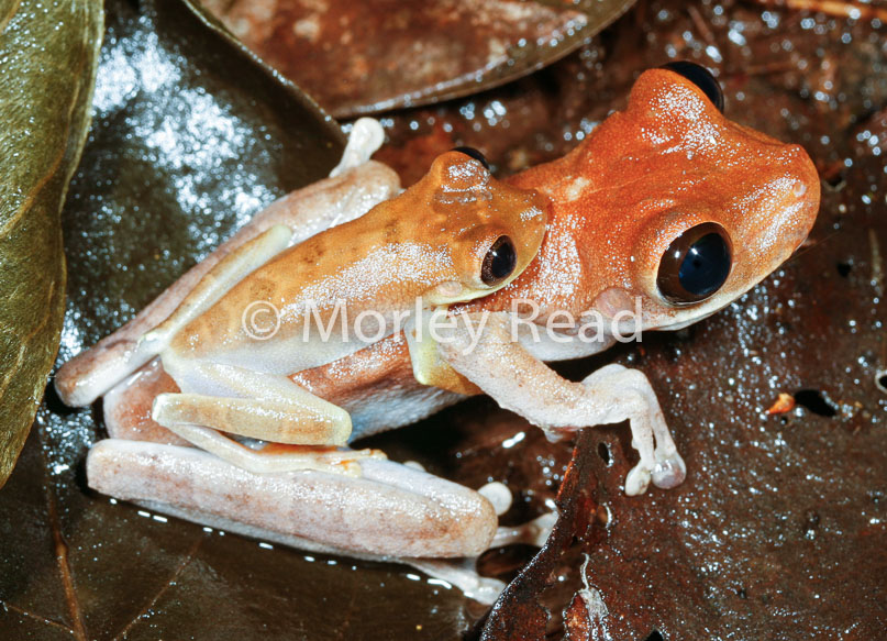 Osteocephalus sp. 1