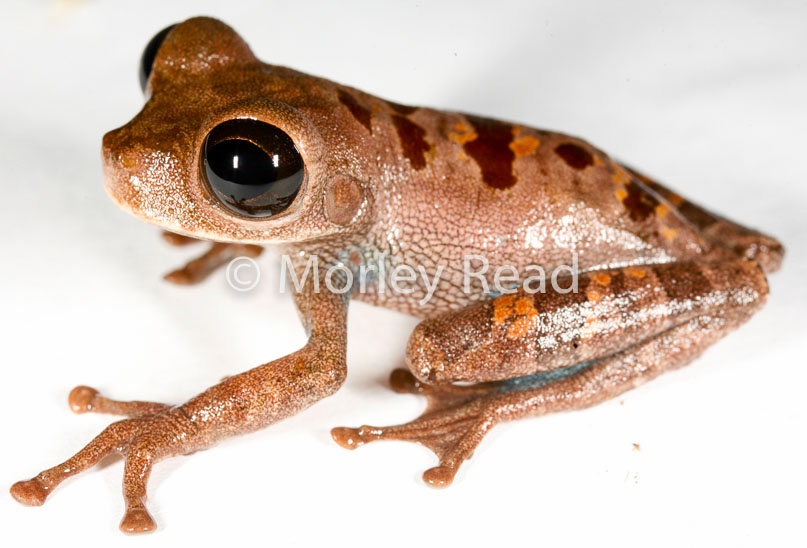 Osteocephalus sp. 1