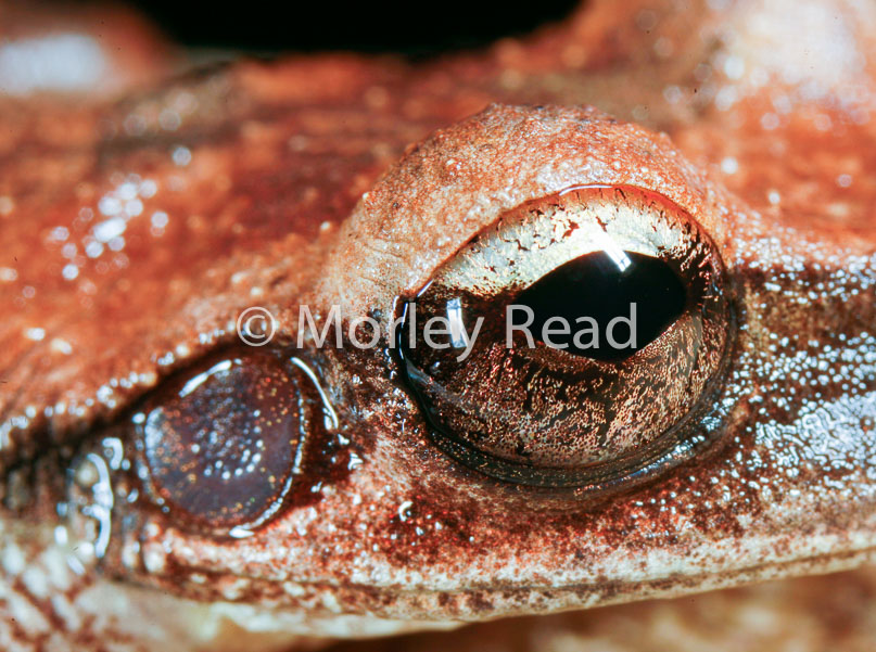 Osteocephalus yasuni